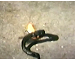 8mm_01_095 fireworks snake on driveway - Susan
